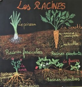 Cours de botanique à l'école primaire
